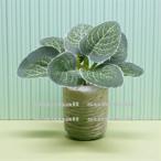 [1 пункт распродажа ] миниатюра декоративное растение горшок имеется искусственная зелень интерьер смешанные товары зеленый смешанные товары кукольный дом маленький . лист Mini растение в горшке ..