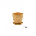  urban растения po Toremo n81098