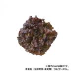  Kobayashi вид рассада lettuce семена - o автомобиль n красный 6881 20ml