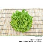  Kobayashi вид рассада lettuce семена mon tray 7227 20ml
