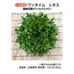  Kobayashi вид рассада lettuce семена one время 7228 20ml