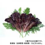  Kobayashi вид рассада lettuce семена Pharaoh 7229 20ml