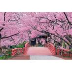 エポック社 1000ピース ジグソーパズル 日本風景 天下一の桜 高遠城址ー長野 (50×75cm) 10-805 のり付き ヘラ付き 点数券付