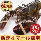 活オマール海老（500g）2尾入【送料無料】