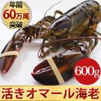 活オマール海老(600g)1尾入【送料無料】【お歳暮ギフト】