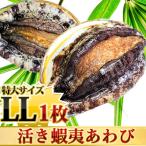 活蝦夷あわびＬＬ（120/130g）1枚 BBQに！ギフトにも最適