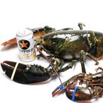 . омар море .JAMBO( прием заказа заказ /2-5kg)1 хвост [ бесплатная доставка ] * наложенный платеж не возможно 