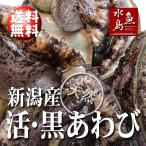 ショッピング新潟 新潟産 天然 活「黒アワビ」あわび 500g 訳あり 送料無料