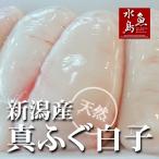 新潟産 天然マフグ 真ふぐ白子 冷凍500g