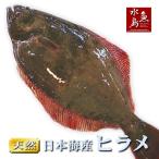 天然 ヒラメ 魚の人気商品 通販 価格比較 価格 Com