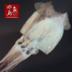  Niigata производство подлинный кальмар соленое и высушенное в течение ночи * сушёный кальмар без добавок большой 2 листов входит ( сушеный продукт )