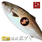 新潟 佐度産 天然 鰤 寒ブリ 「佐渡 