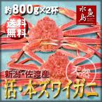 活ズワイガニ姿 新潟・佐渡産「活 本ズワイガニ」(生 本ずわい蟹)特大800g以上 2杯 送料無料