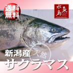 新潟県産 天然サクラマス 本鱒 生一尾 3.0〜3.4kg 送料無料