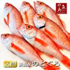 のどぐろ新潟・日本海産ノドグロ20...