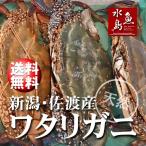 新潟・佐渡産 天然 ワタリガニ 渡り蟹 メス 中5杯 送料無料