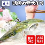 =早割特価12980円終了後13980円= ぶり チルド さばき加工済み 1尾 約5kg 鹿児島 大分産 鰤 寒ブリ 嫁ぶり 刺身 ぶりしゃぶ ぶり照り お歳暮