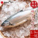サクラマス 本鱒 2.5kg 生 一尾