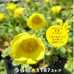 【山野草】千島金梅（チシマ・キンバイ）