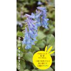 【山野草・宿根草】蝦夷延胡索（エゾ・エンゴサク）