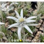 【山野草・宿根草】早池峰薄雪（ハヤチネ・ウスユキソウ）