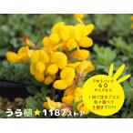 【山野草・宿根草】姫都草（ヒメ・ミヤコグサ）