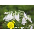 【山野草・宿根草】姫岩袋・白花（ヒメ・イワブクロ/シロバナ）