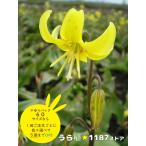 【山野草・球根・宿根草】黄花片栗（キバナ・カタクリ）★パコダ