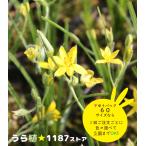 【山野草・宿根草】黄花アッツザクラ