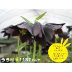 黒百合花終了