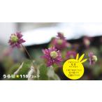 【山野草・宿根草】梅花唐松・八重咲紫花（バイカカラマツ・ヤエザキ/ムラサキバナ）