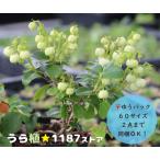 【低木・高山植物・山野草】白玉の木（シラタマノキ）●実は付いてません