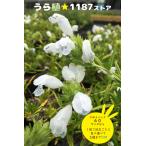 【山野草・宿根草】白花武者竜胆（シロバナ・ムシャリンドウ）
