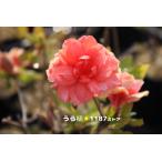 【山野草・宿根草】八重咲き山躑躅（ヤエザキ・ヤマツツジ）北海道・恵山