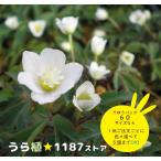 【山野草・宿根草】八重咲一輪草（ヤエザキ・イチリンソウ）
