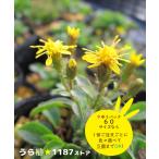 【山野草・宿根草】屋久島一寸金花（ヤクシマ・イッスンキンカ）