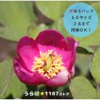 【山野草・宿根草・高山植物】紅花山芍薬・炎　１芽（ベニバナ・ヤマシャクヤク/…