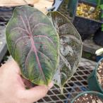アロカシア・アズラニアイ Alocasia azlanii