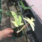 フィロデンドロン・フロリダゴースト Philodendron 'Florida ghost'