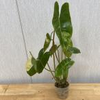 フィロデン　バールマルクス　バリエガータ（斑入り）2.5-3号ポット苗　Philodendron burle marx Variegated