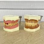 NATURAL DENTAL STUDY MODEL зуб. модель 2 позиций комплект [ б/у ] натуральный зубной старт ti модель зуб . обучающий материал зуб форма nisin/516727