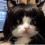  поверхность белый кошка костюмированная игра парик - настройка возможный для домашних животных костюм аксессуары высокая температура выдерживающий . распорка волосы Halloween . party фотография реквизит оптимальный 