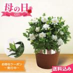 母の日2025 ギフト ガーデニア 5号鉢 花束 花 鉢植え 贈り物 アレンジメント