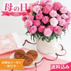 母の日2025 ギフト ホシファーム カーネーション鉢植え「ホットハート」5号&徳島なると金時のどら焼き 3個入 どら焼き 和菓子 花束 花 セット 贈り物