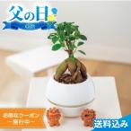 父の日2025 ギフト ガジュマル シーサー 丸鉢5号鉢 観葉植物 ガジュマル シーサー 5号鉢 沖縄 魔除け 精霊