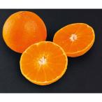 お歳暮 ギフト 2025 愛媛県産 紅まどんな M〜Lサイズ 7〜9個入 御歳暮 冬ギフトお年賀 寒中見舞い フルーツ