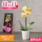 母の日2025 遅れてごめんね ギフト マイクロ胡蝶蘭 ギフトボックス入 2.5号 イエロー ※5/2 15_01以降の注文は5/12以降順次出荷