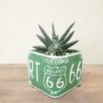  декоративное растение интерьер зеленый bi The -ru растения газ терьер газ терьер * Mini ma( керамика горшок )