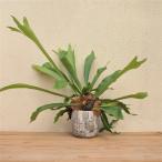  декоративное растение интерьер зеленый bi The -ru растения ne The - Ran z pra tiselium*ne The - Land ( керамика горшок )