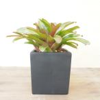  декоративное растение интерьер зеленый bi The -ru растения Neo rege задний ( керамика горшок )